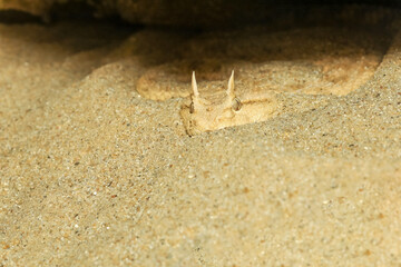 Close up Sahara horn viper in sand at the cave