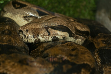 Close up head and body boa constrictor snake is the big snake