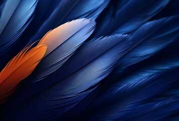 a close-up of a dark blue feather - obrazy, fototapety, plakaty