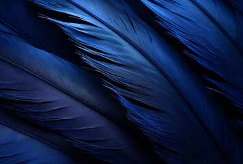 a close-up of a dark blue feather