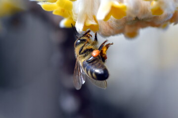 Biene an einem Japanischen Papierbusch - obrazy, fototapety, plakaty