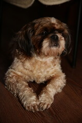 White-brown dog of medium breed Shih Tzu, dog breed shihtzu white with brown color of medium length coat. puppy pet