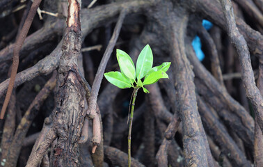 Mangrove trees in mangrove forests at Maros Beach, South Sulawesi, Indonesia.