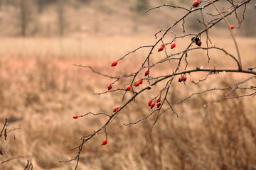 Red rose hips on branches
