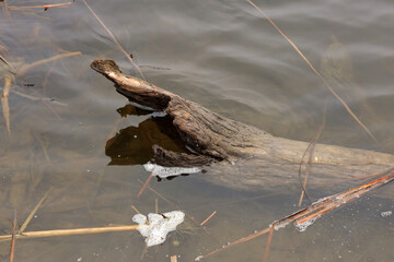 old stump in the water