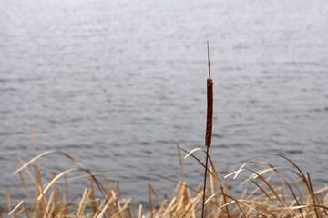 One lonely reed at the lake