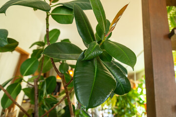 カフェに飾ってあるお洒落な観葉植物