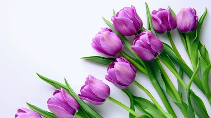 Obraz premium tulips on the white background