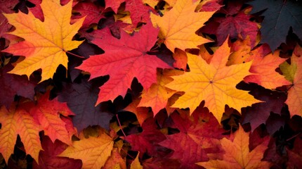 Naklejka na ściany i meble Expressive fall foliage in a vivacious mix of reds, oranges, and yellows 