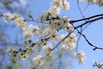 The sky through the tops of summer trees. Blue sky and trees as a background for the image.