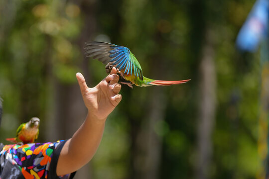 Pineapple green cheek conure (Mato Grosso Greencheek conure) free flying parrot
