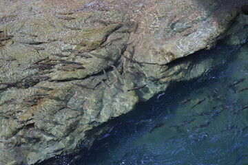 夏の北海道 清流の忠類川に
サクラマス遡上してきます