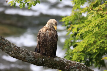 秋の始まりの北海道、忠類川にサクラマスが遡上する頃、オジロワシが川面を見つめてます。