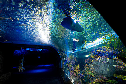 水族館の水槽を泳ぐ魚(DMMかりゆし水族館)