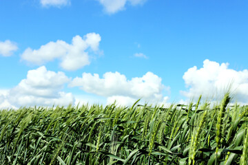 Wheat field and blue sky with clouds