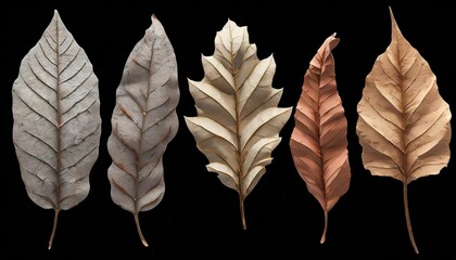 collection of dried leaves isolated on transparent background