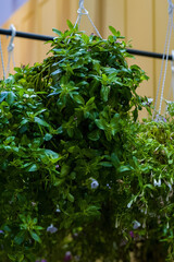 Fototapeta na wymiar Beutiful green plants hanging as indoor decoration.