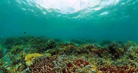 Colorful coral reef with fishes of underwater world.