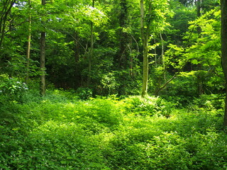 初夏の木洩れ日の当たる林の中の草むら