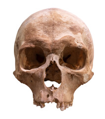 Isolated Human Skull - 749918597