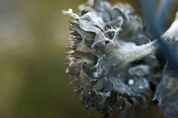 Dried plant 