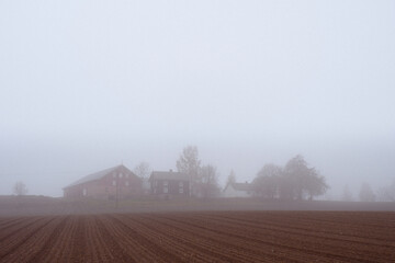 foggy fields