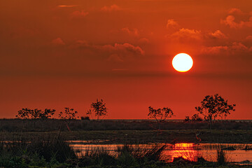 sunset in the forest