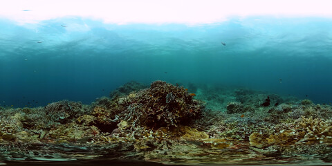 Naklejka na ściany i meble Coral garden underwater, tropical fish scene. Marine life under the sea. Monoscopic image.