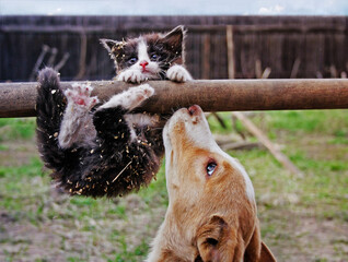 the dog supports the cat. Dog playing with cat - 749921531