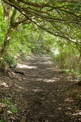 A muddy path meanders through a forest-like wooded area with leaves lying on the ground and sunlight breaking through the trees