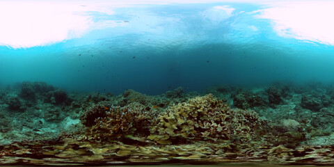 Fototapeta na wymiar Tropical corals underwater life scene. Fish and corals garden. 360-Degree view.