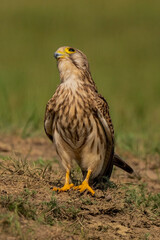 Common Kestrel