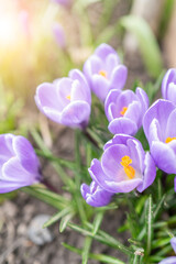 Close-up of vibrant purple crocuses in bloom with soft sunlight filtering through, signaling the arrival of spring.