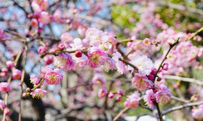 梅の花
