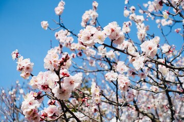 青空に映える梅の花
