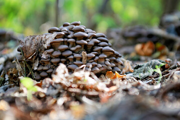 Mushrooms growing in abundance on a stump against a blurred forest background. Autumn in forest. Awesome natural background or wallpaper