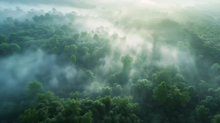 Fotobehang The misty landscape of a dense forest enveloped in fog © An