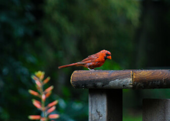Northern Cardinal On A Bird Feeder