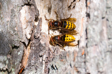 Hornissen (Vespa crabro) am Nest	
