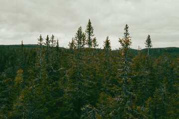 View of the Svartdalstjerna Coniferous Nature Reserve up in the Totenåsen Hills, Norway.