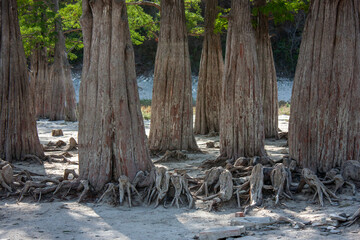 Swamp cypresses in drought. Green cypress trees in the Sukko valley, Russia. The lake has dried up...