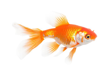 Fototapeta premium Koi crap on isolated