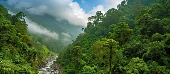 Fotobehang small river flowing in the green forest © zaen_studio