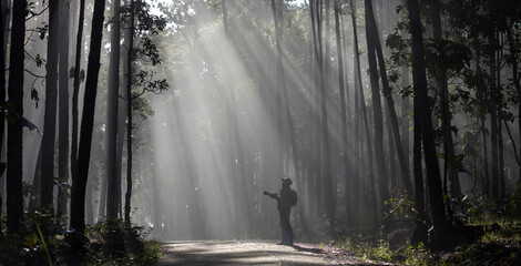 Photographer is taking photo while exploring in the pine forest for with strong ray of sun light inside the misty pine forest for photography and silhouette photo