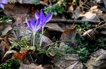 Frühlings Blumen