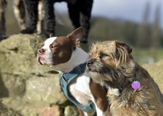 A group of well behaved dog friends of various breed and size are socializing together during their...