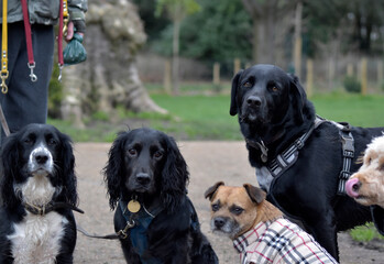A group of well behaved dogs are sitting together focusing on their dog handler waiting for a food...