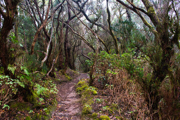 Fototapeta premium Enchanted Laurels: Capturing the Beauty of Anaga's Laurisilva Forest