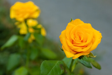 Close-up view of beautiful yellow rose flower blooming on flowerbed in park or in ornamental garden in a sunny summer day. Soft focus. Romantic plants theme.