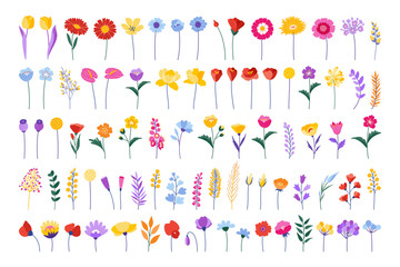 Colourful floral set. Blossom flower, wildflower in flat design style. Spring and summer meadow plants, vector illustration